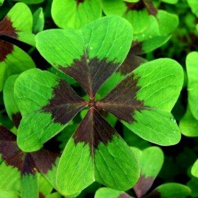 完美体育·app下载