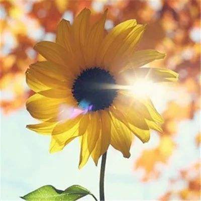 金年会官网手机版下载